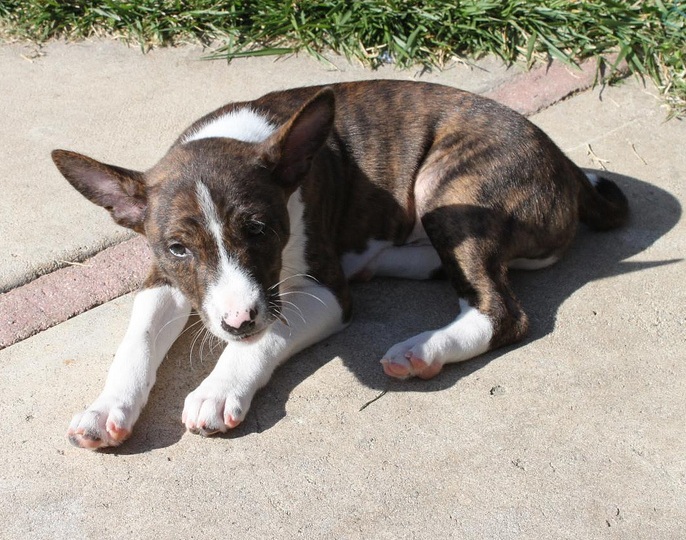 Basenji puppy image in three tones.PNG
