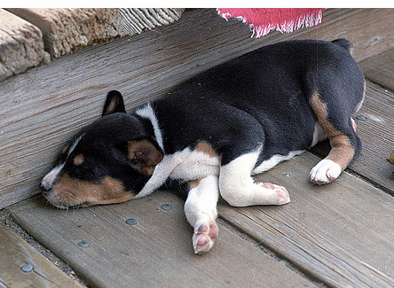 Black, tan and white Basenji puppy cute pictures.PNG
