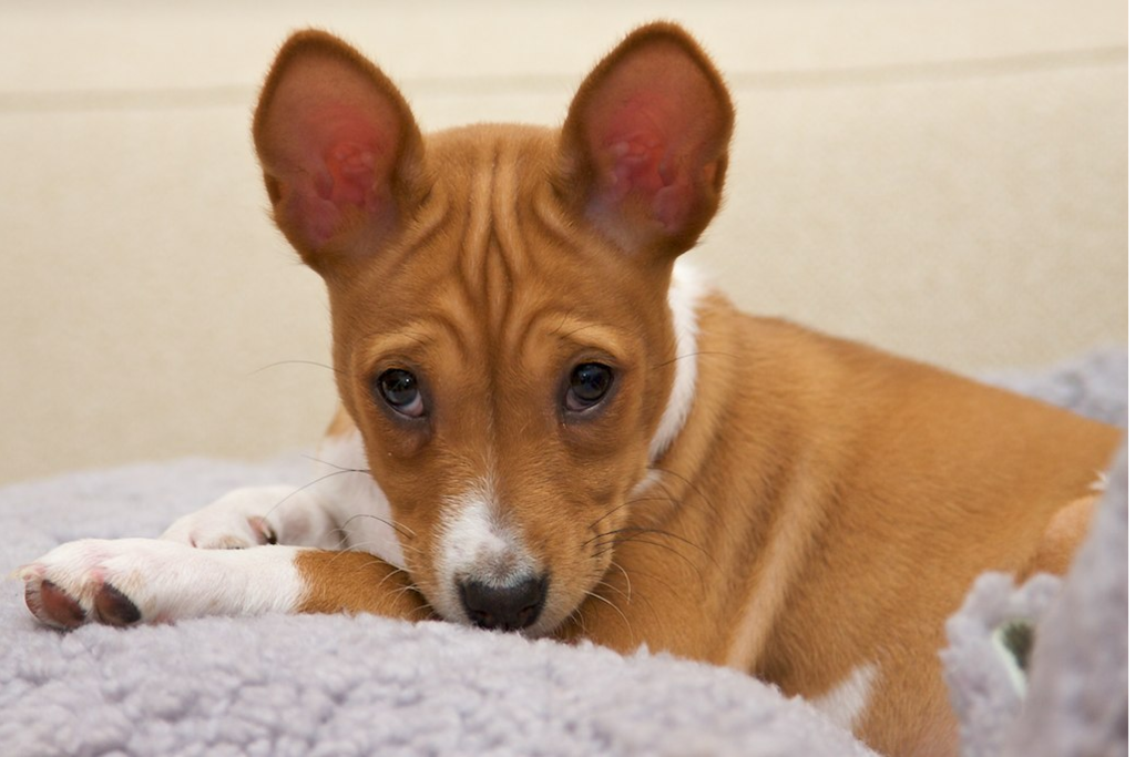 Tan and white Basenji puppy photos.PNG
