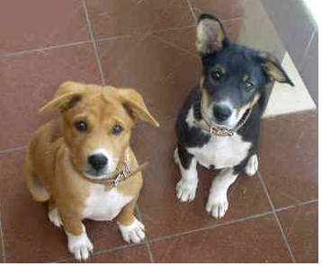 Two cute Basenji puppies looking up straight to the camera.PNG
