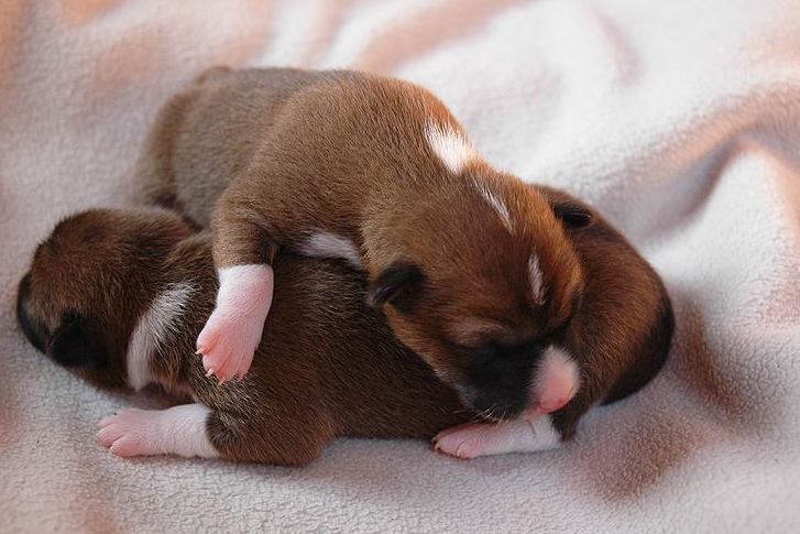 Two cute newborn Basenji puppies image.PNG
