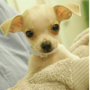 Chihuahua Puppies Picture
