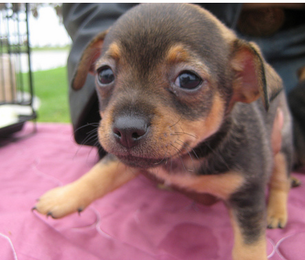 baby chihuahua puppy photo.PNG
