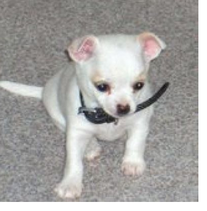 bichon chihuahua puppy_white chihuahua dog.PNG

