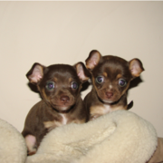 Brown chihuahua puppies picture.PNG
