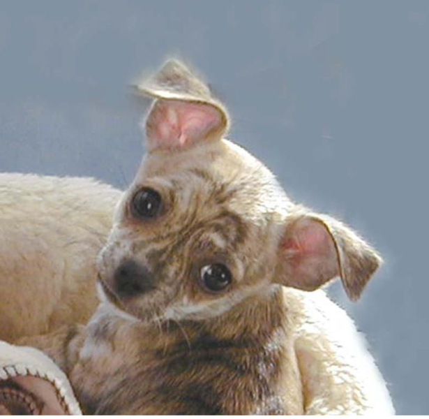 Cute chihuahua puppy face picture.PNG
