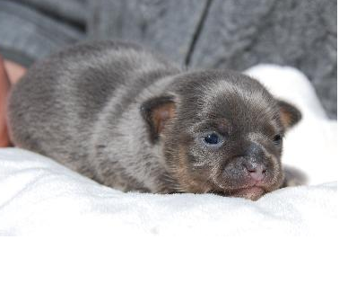 Cute chubby blue Chihuahua puppy photo.PNG
