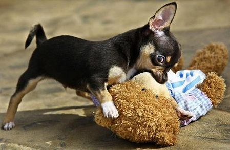 Dachshund chihuahua puppy picture.PNG
