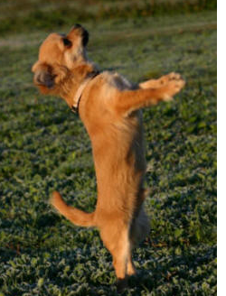 Dancing chihuahua puppy pic.PNG
