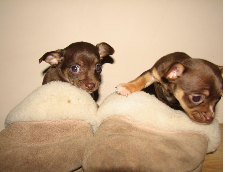 Chihuahua teacup puppies in brown.PNG
