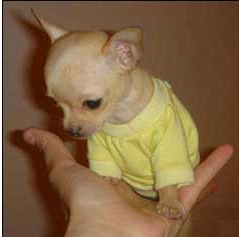 Image of teacup chihuahua pup in yellow.PNG
