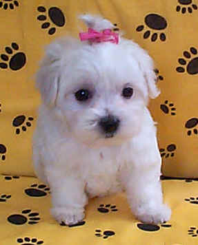 maltese young puppy2.jpg
