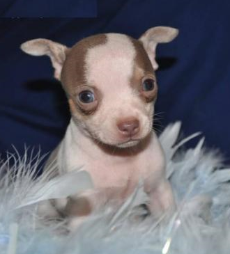 Akc chihuahua puppy picture.PNG
