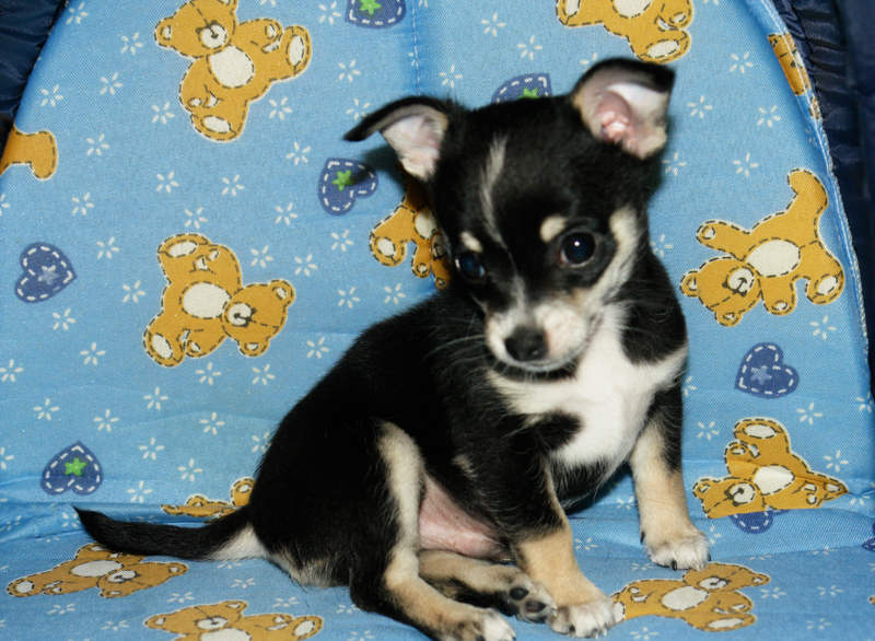 jack russell chihuahua puppy.PNG
