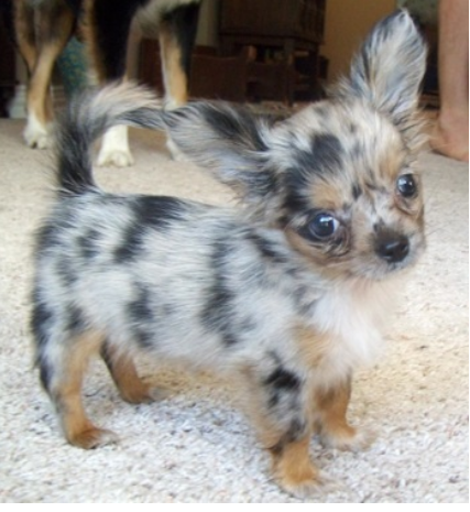 Long haired chihuahua puppy with cool dots.PNG
