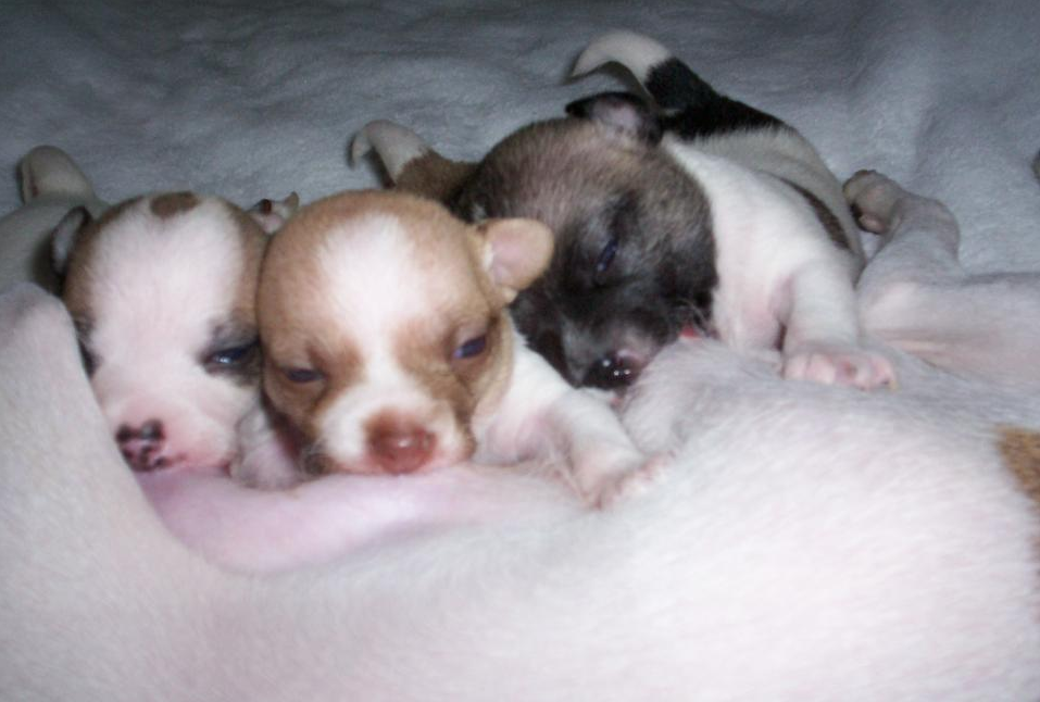 Min Pin Chihuahua Puppies picture_chihuahua puppies feeding.PNG
