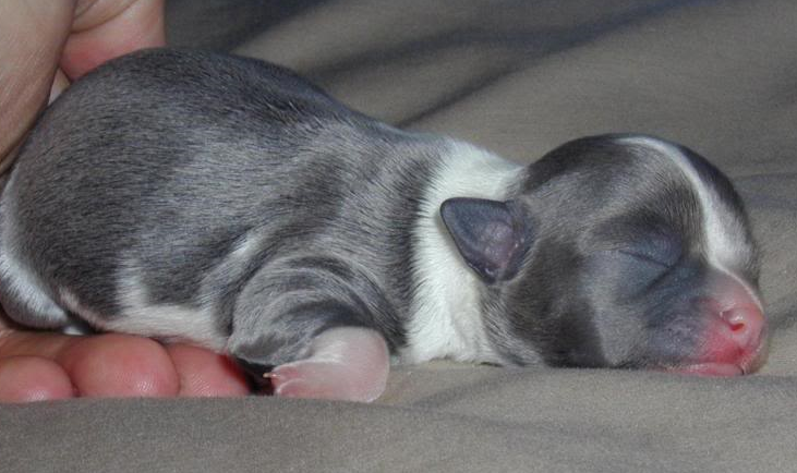 Newborn blue chihuahua puppy in deep sleep_adorable chihuahua dog picture.PNG
