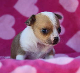 Photo of akc chihuahua puppy.PNG
