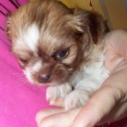 Photo of shih tzu chihuahua puppy.PNG
