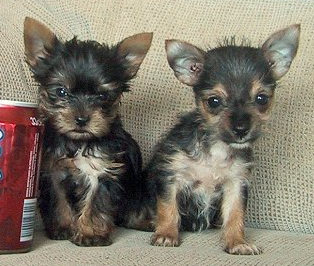 Picture of yorkie chihuahua puppies.PNG
