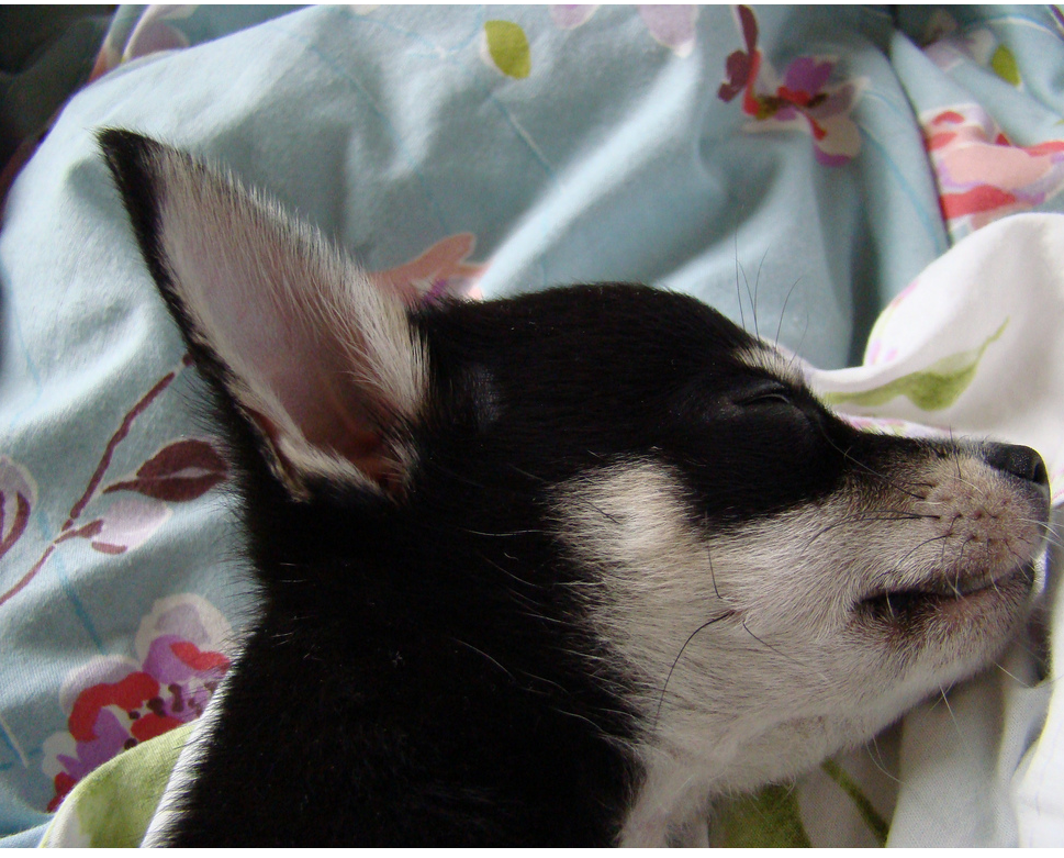 Training a chihuahua puppy_dog in deep sleep.PNG
