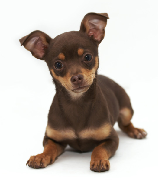 Tan and brown rat terrier chihuahua puppy.PNG
