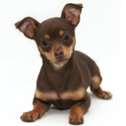 Tan and brown rat terrier chihuahua puppy.PNG
