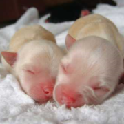 Two newborn long coat chihuahua puppies picture.PNG
