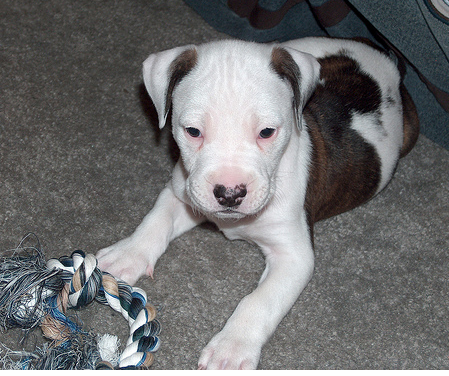 Bull Terrier puppy with his toy.PNG
