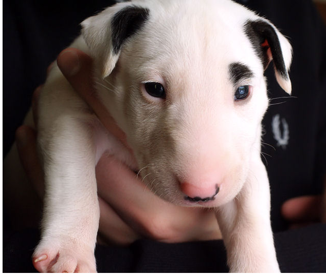 cute puppy picture of Bull Terrier dog.PNG
