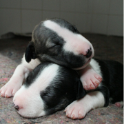 Newborn Bull Terrier Puppies picture.PNG
