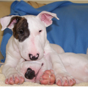 puppy bull terrier dogs picture.PNG

