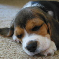 beagle pup1
