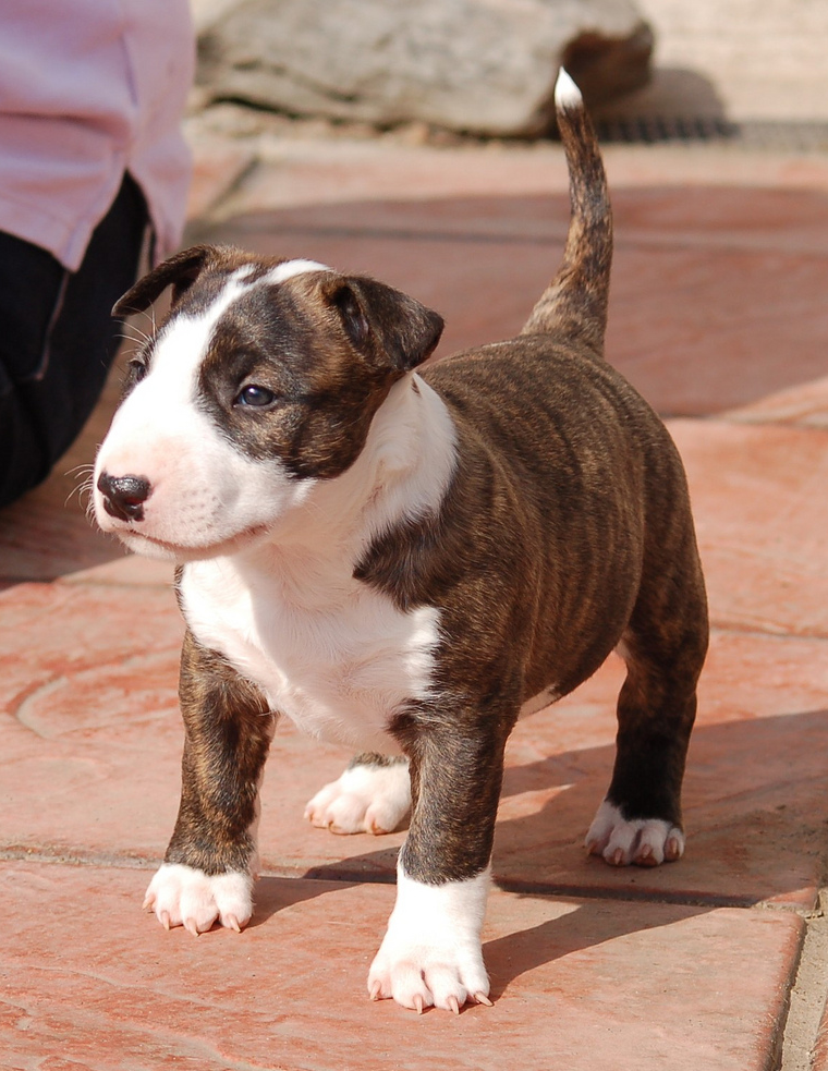White and brown Bull Terrier picture.PNG

