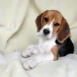 beagle pup3
