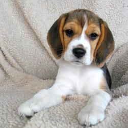 beagle puppy1h
