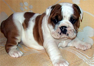 English bulldog pup in white and brown
