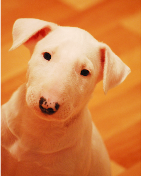 White Bull Terrier photos.PNG
