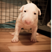 White young Bull Terrier pup image.PNG
