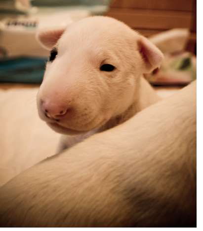 White young Bull Terrier puppy image.PNG
