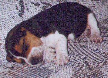 beagle pup_sleeping.jpg
