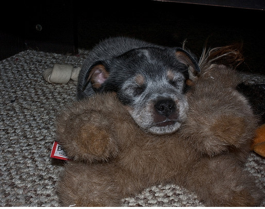 A cute Australian Blue Heeler puppy sleeping on its big teddy bear.PNG
