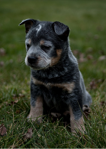 Australian Blue Heeler puppy picture.PNG
