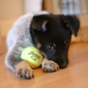 Blue Heeler dog pup hugging a tennis ball.PNG
