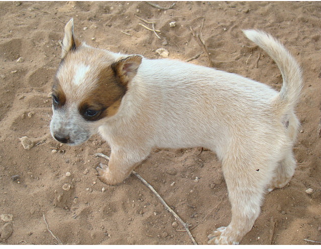 Blue Heeler dog puppy in cream color.PNG
