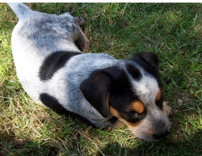 Blue Heeler puppy chilling in the sun.PNG
