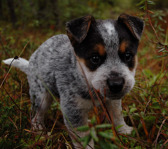 Blue Heeler puppy goes hunting at a young age.PNG

