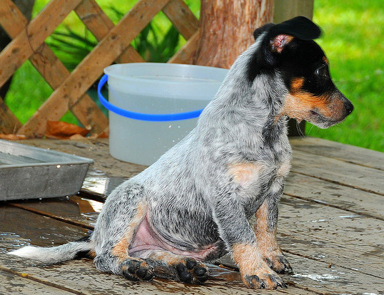 Blue Heeler puppy just finished its shower.PNG
