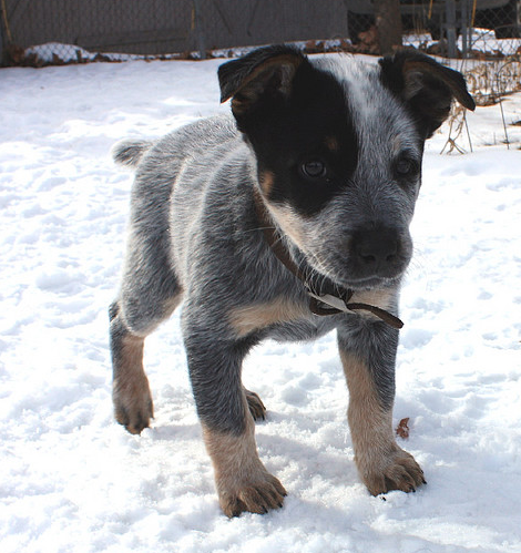Blue Heeler puppy on the snow.PNG
