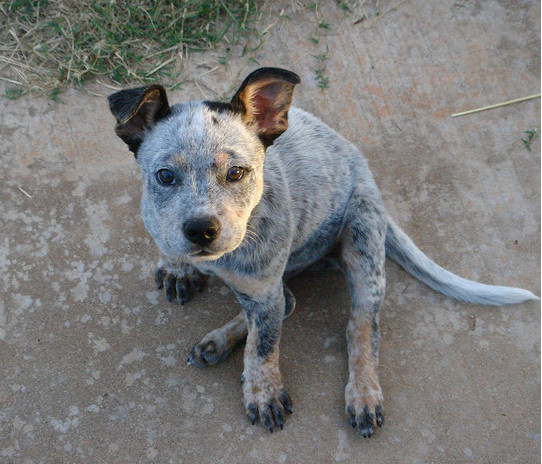 Blue Heeler puppy photos.PNG
